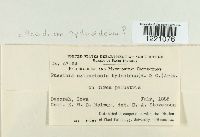 Aecidium hydnoideum image