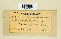 Aecidium hydnoideum image