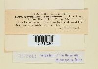 Aecidium hydnoideum image