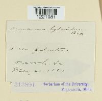 Aecidium hydnoideum image