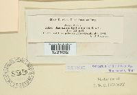 Aecidium hydnoideum image