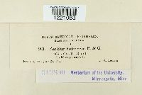 Aecidium hydnoideum image