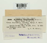 Aecidium impatientis image