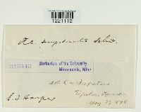 Aecidium impatientis image