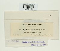 Aecidium impatientis image