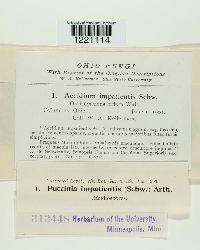 Aecidium impatientis image