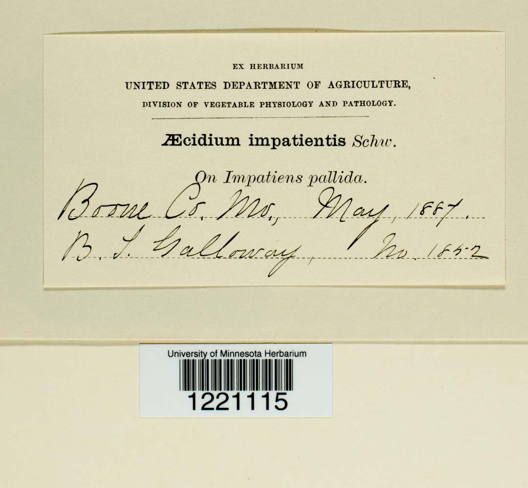 Aecidium impatientis image