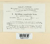 Aecidium impatientis image