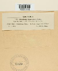 Aecidium impatientis image