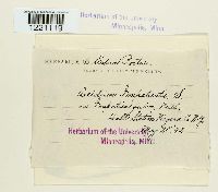 Aecidium impatientis image