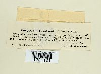 Aecidium impatientis image