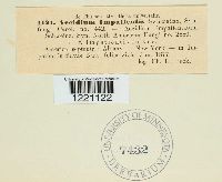 Aecidium impatientis image