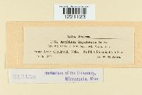 Aecidium impatientis image