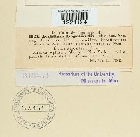 Aecidium impatientis image