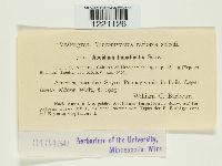 Aecidium impatientis image