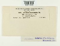 Aecidium jamesianum image