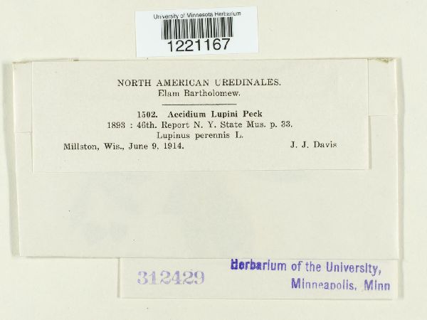 Aecidium lupini image