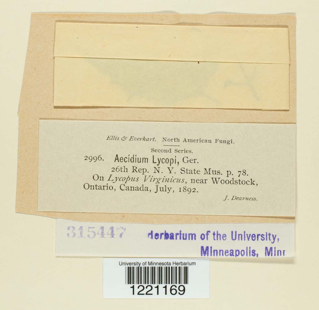 Aecidium lycopi image