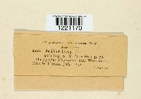 Aecidium lycopi image