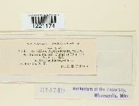 Aecidium lysimachiae image