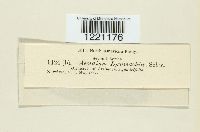 Aecidium lysimachiae image