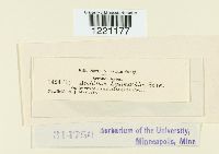 Aecidium lysimachiae image