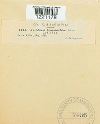 Aecidium lysimachiae image