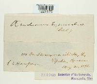 Aecidium lysimachiae image