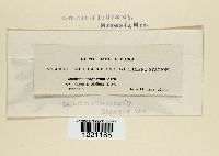 Aecidium magnatum image