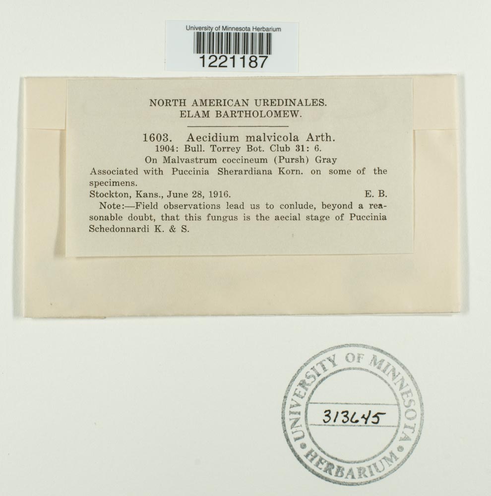 Aecidium malvicola image