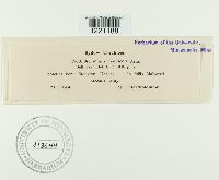 Aecidium malvicola image