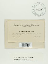 Aecidium malvicola image