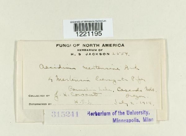 Aecidium mertensiae image