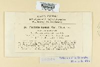 Aecidium nesaeae image