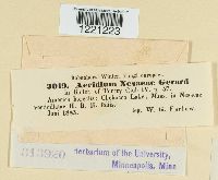 Aecidium nesaeae image