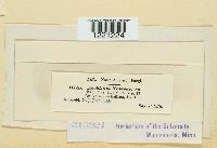 Aecidium nesaeae image