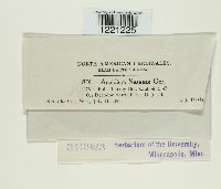 Aecidium nesaeae image