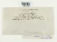 Aecidium nesaeae image