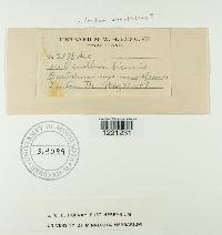 Aecidium oenotherae image