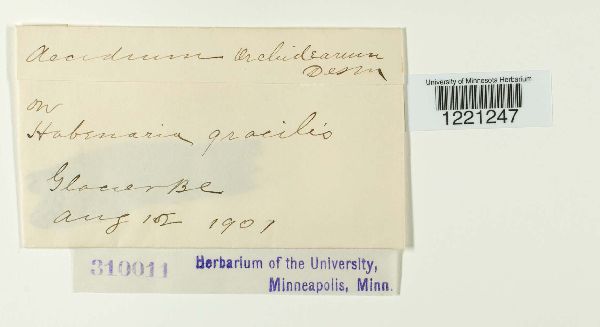 Aecidium ochraceum image