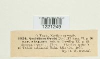 Aecidium orobi image