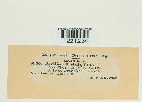 Aecidium oxalidis image