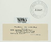 Aecidium oxalidis image