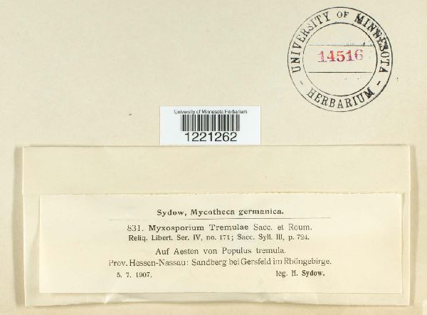 Myxosporium tremulae image