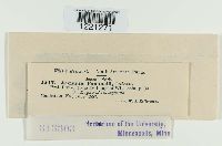 Aecidium pammelii image