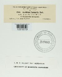 Aecidium pammelii image