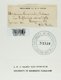 Aecidium pammelii image