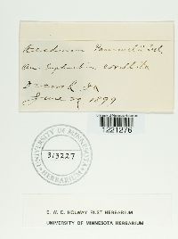 Aecidium pammelii image