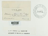 Aecidium pammelii image