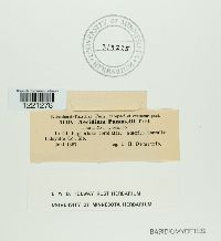 Aecidium pammelii image